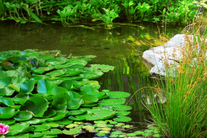 Variety of aquatic plants in a pond - pond management and care by Sorko Services in Central Florida