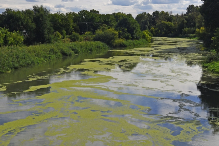 Algae covering a bond - algae control services by Sorko Services in Central Florida