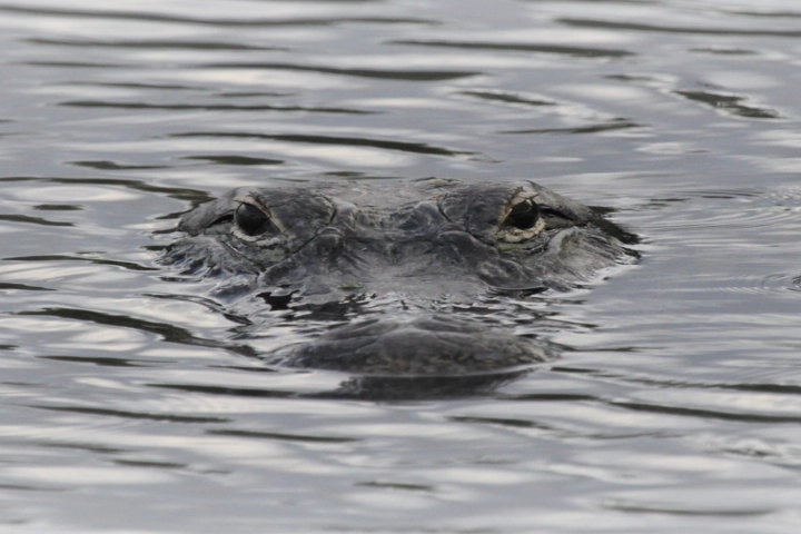 Alligator creeping out of shallow waters - aquatic services by Sorko Services in Central Florida