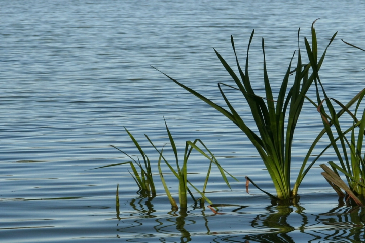 Aquatic plants emerging from shallow waters - aquatic weed control by Sorko Services in Central Florida