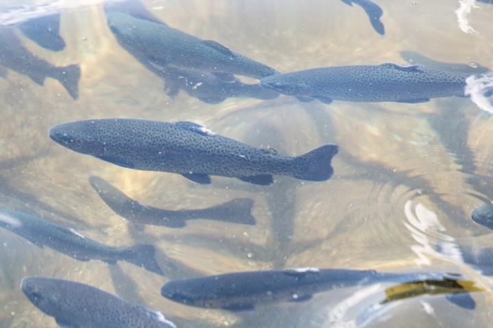Several fish swimming in a pond - fish stocking by Sorko Services in Central Florida