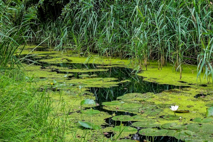 Algae growing in a small pond - algae control by Sorko Services in Central Florida
