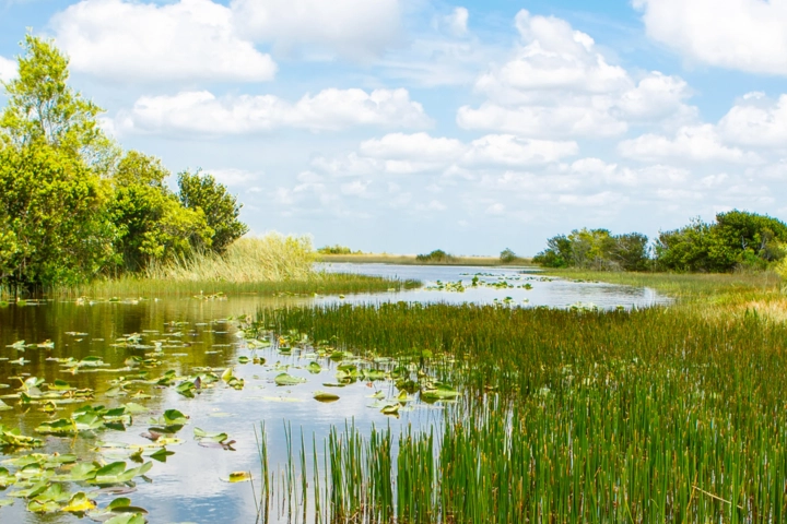 Florida wetlands - aquatic management and pest control by Sorko Services in Central Florida