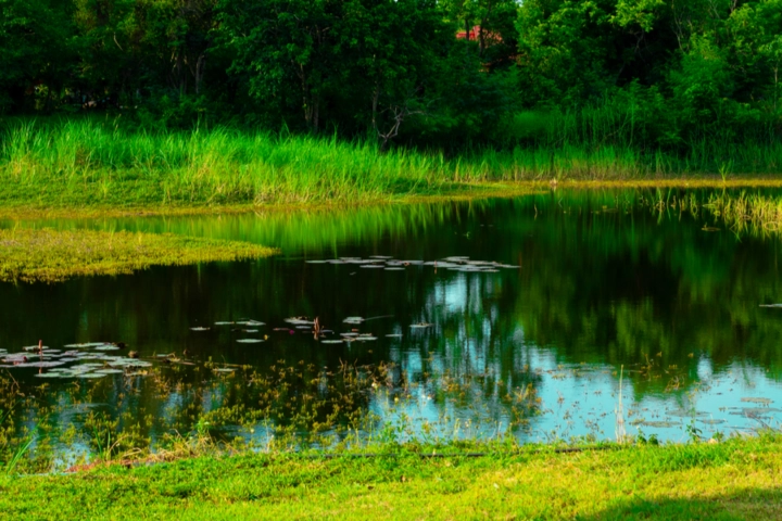 Large pond with lily pads and aquatic weeds - lake and pond management by Sorko Services in Central Florida