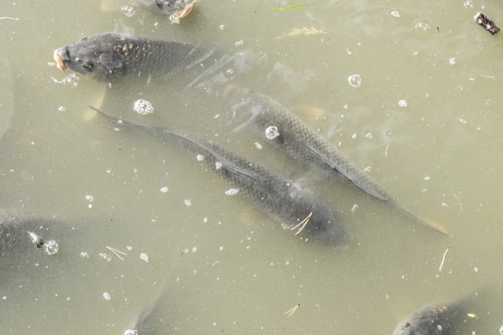 Several catfish in murky waters - fish stocking by Sorko Services in Central Florida