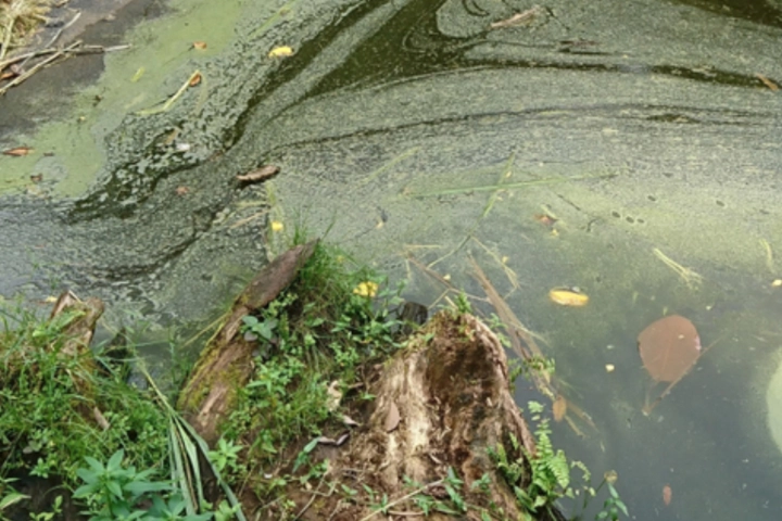 Fertilizer runoff in a lake - algae control by Sorko Services in Central Florida
