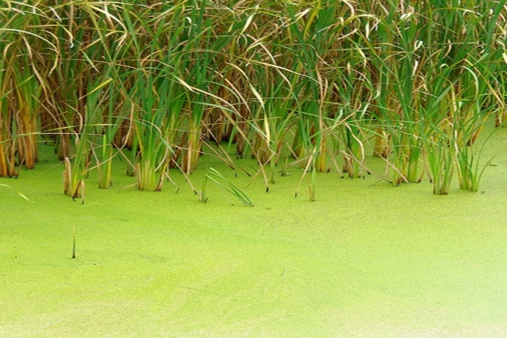 Pond covered with algae and aquatic weed - aquatic services by Sorko Services in Central Florida