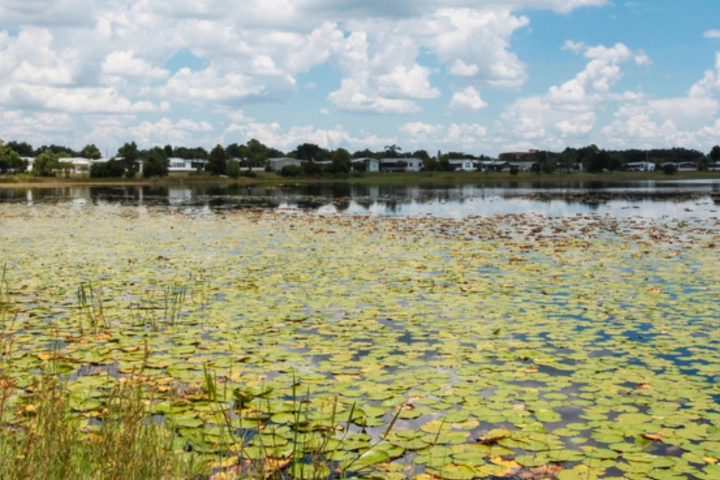 Large communal lake full of lily pads - licensed and professional lake maintenance and pest cotnrol by Sorko Services in Central Florida