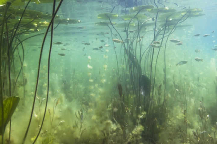 underwater vegetation in a lake - aquatic services by Sorko Services in Central Florida