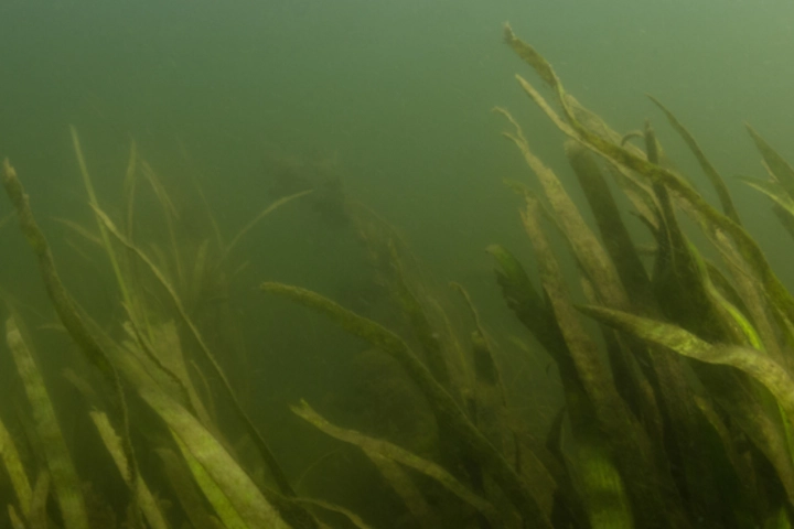Underwater tape grass - aquatic plant control by Sorko Services in Central Florida