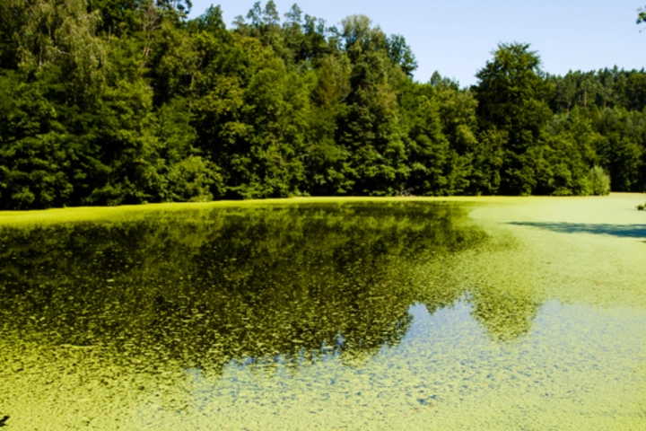 Lake full of algae - algae control services by Sorko Services in Central Florida