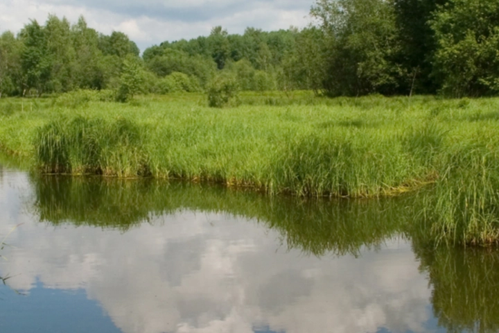 Tussock in a pond - tussock removal services by Sorko Services in Central Florida