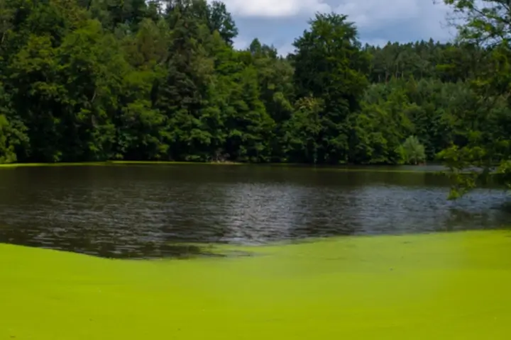 Algae in a communal pond - algae removal services by Sorko Services in Central Florida