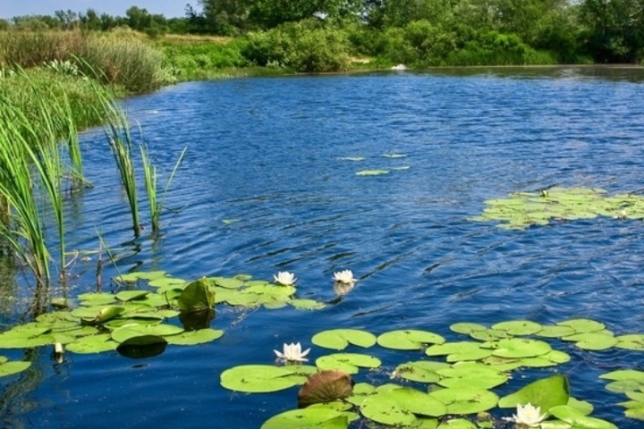 Healthy communal pond - pond maintenance services by Sorko Services in Central Florida
