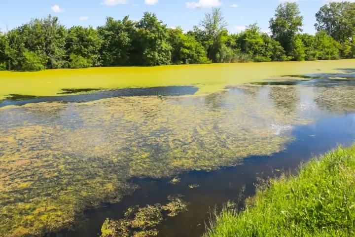 Professional algae control by Sorko Services in Central Florida