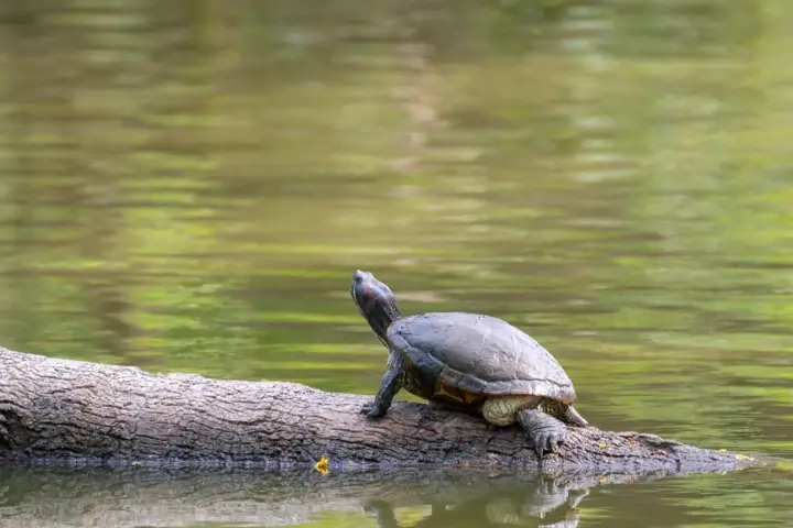 Professional pond care by Sorko Services in Central Florida