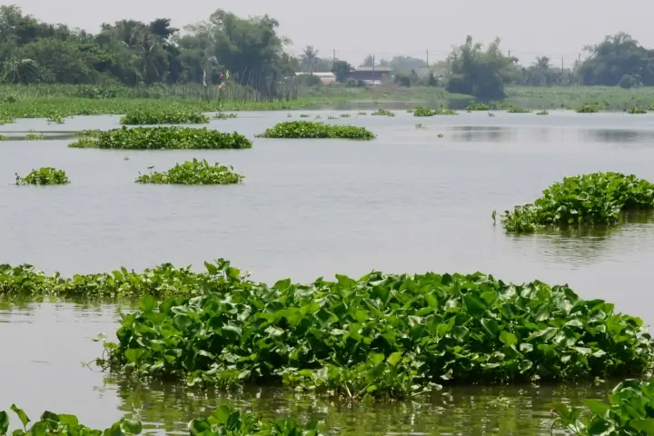 Invasive plant species control by Sorko Services in Central Florida