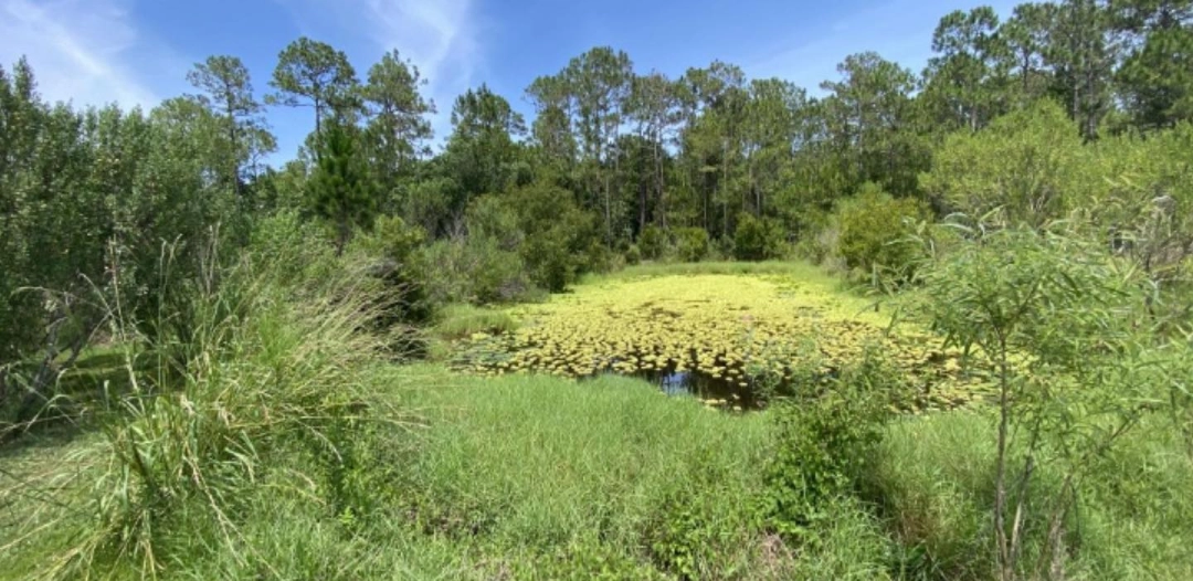 Communal pond before receiving aquatic algae removal by Sorko Services in Central Florida