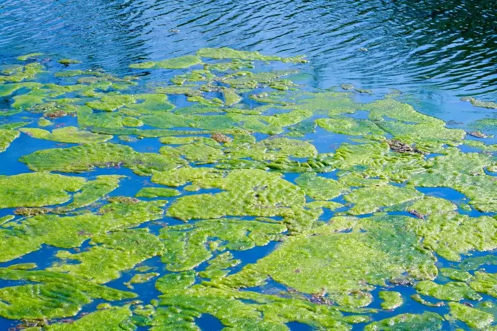 Algae removal by Sorko Services in Central Florida