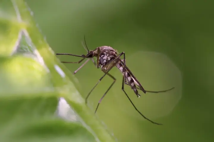 Mosquito standing on a leaf - Keep your family safe from Mosquitoes with Sorko Services in Pest Control & Exterminators | Pond and Lake Management Experts Sorko Services in Sanford, FL