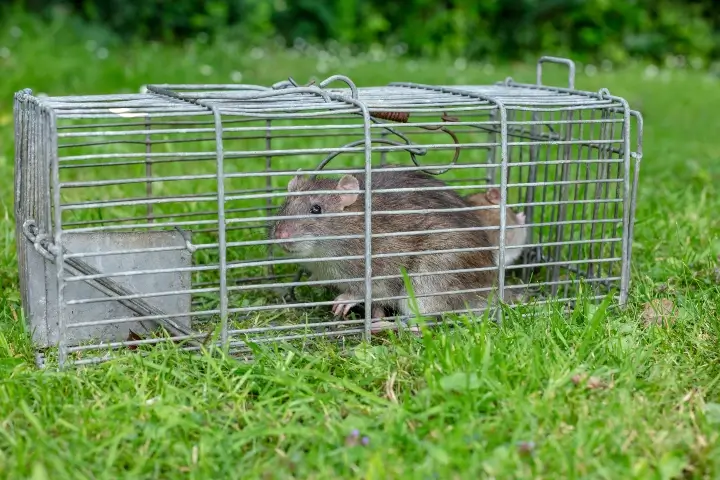 Mouse caught in a trap outside - Pest Control by Sorko Services in Sanford, FL