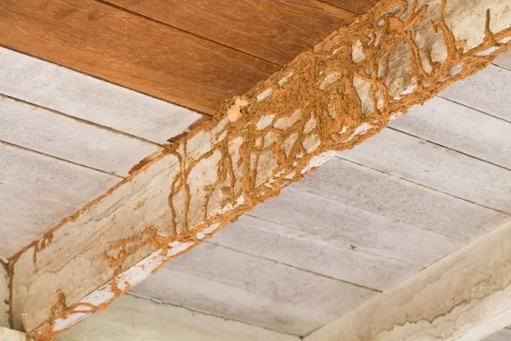 Termite control by Sorko Services in Central Florida