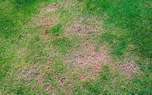 Lawn fungus by Sorko Services in Central Florida