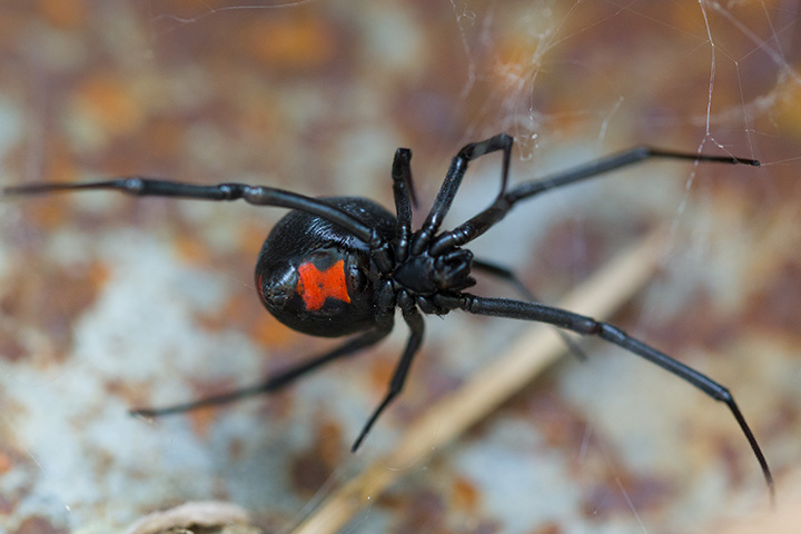 Are spiders dangerous in Florida | Sorko Services