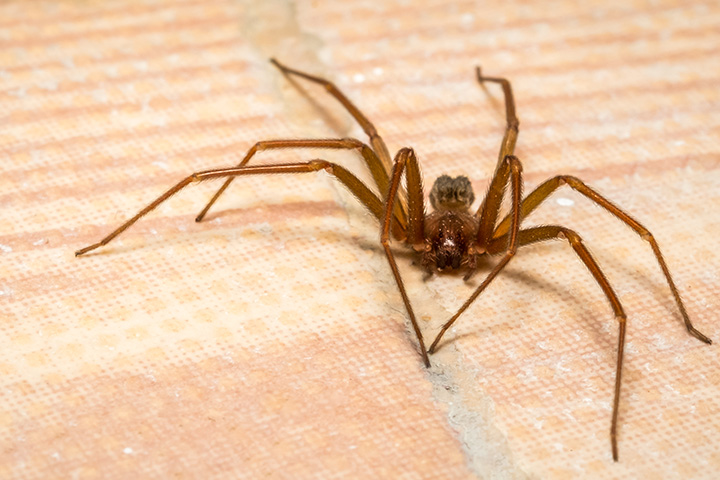 Importance of Spider Exterminators in Florida | Sorko Services