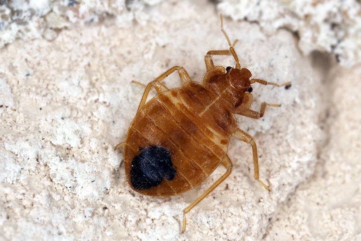 Signs of bed bugs in Florida | Sorko Services