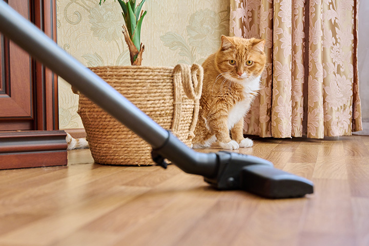 cat watches its owner vacuuming as to prepare for flea control before exterminators arrive
