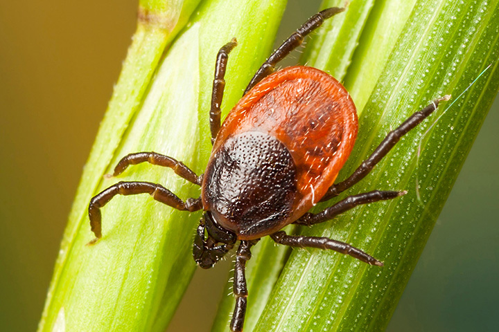 Tick on leaf by Sorko Services in Central Florida