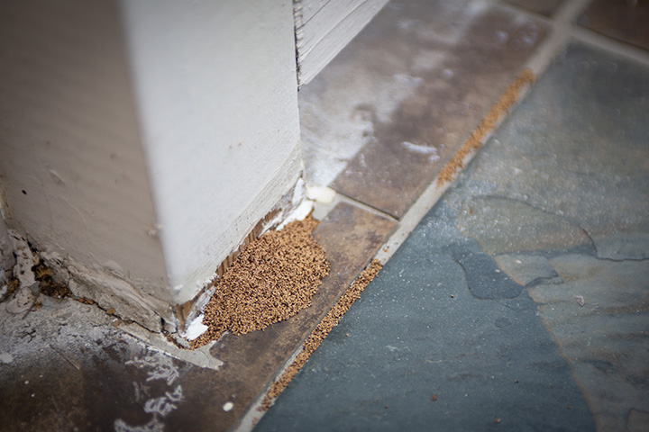 Termite damage following a termite swarm at the beginning of Florida’s termite season in the early spring