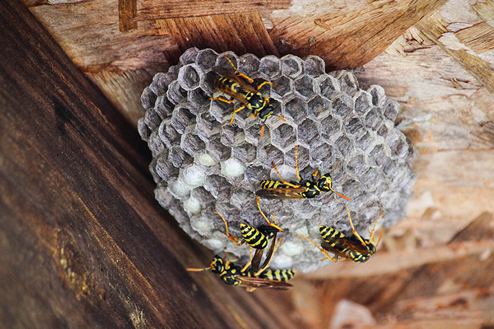 wasp nest in Florida | Sorko Services