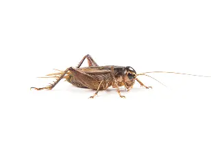 Field Cricket on White Background