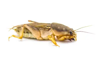 Southern Ground Cricket on White Background