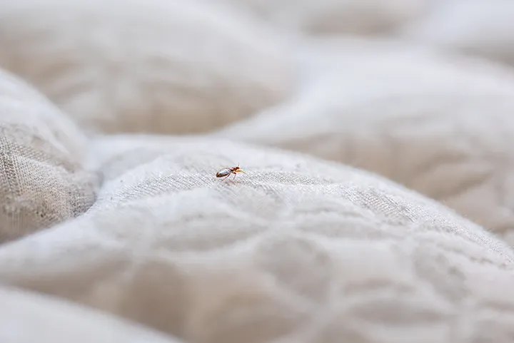 A bed bug crawling on a mattress