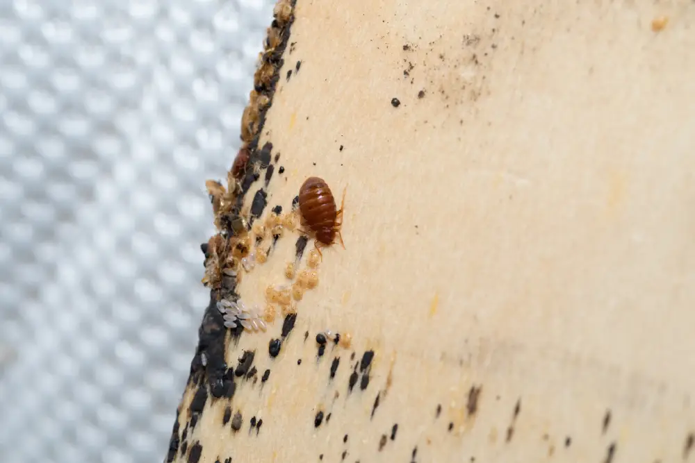 adult bed bug on bedframe with bed bug nymphs and eggs in central florida house