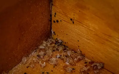 bed bugs found in drawer of used dresser on side of road in central florida