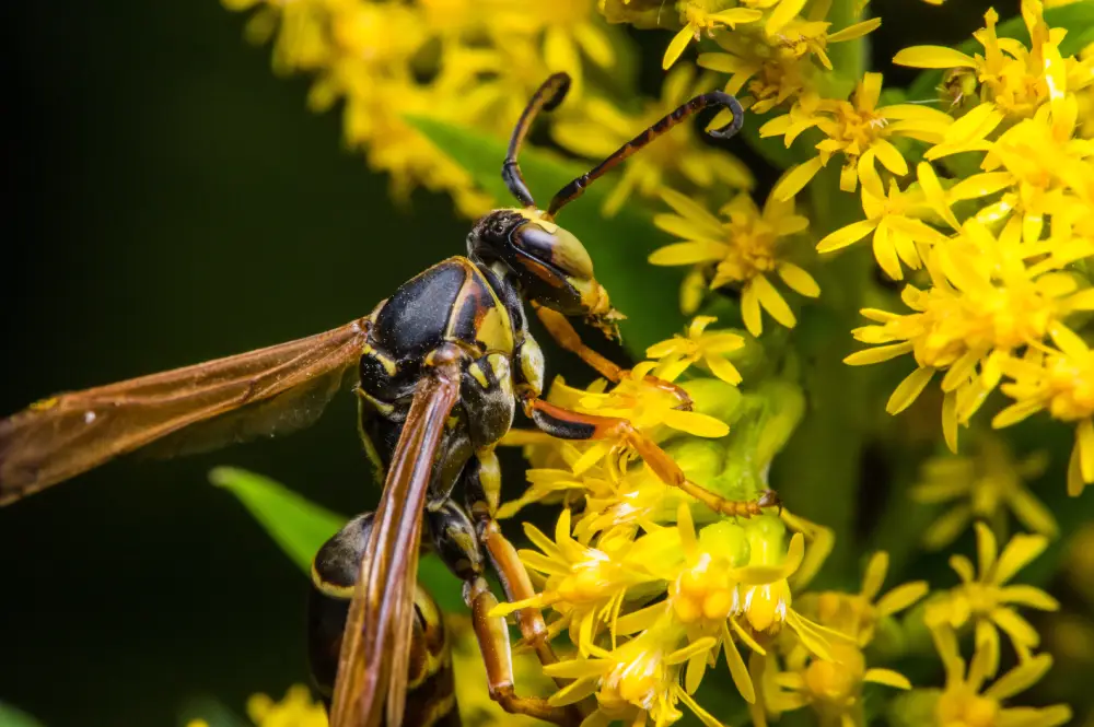 closeup of a paper wasp, one of the most common stinging insects in florida, visiting a garden