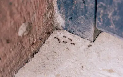prevent ants by sealing cracks in your walls like this