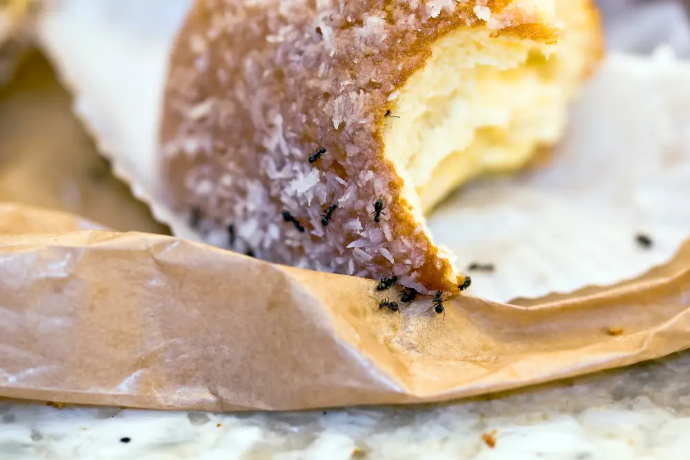 A delicious donut that should be thrown away to prevent ants