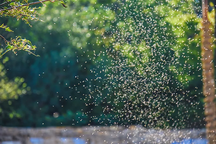 Swarm of gnats in Central Florida