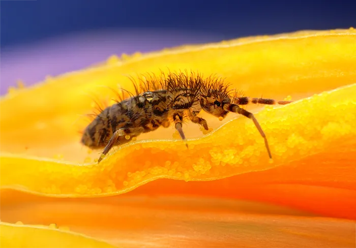 Springtail pest on pollen