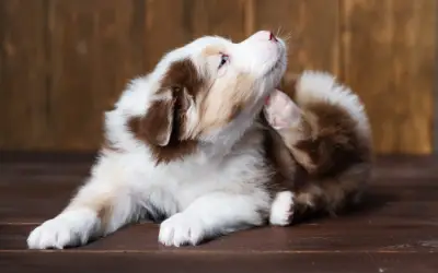 puppy scratches itself to alleviate itch from flea bites
